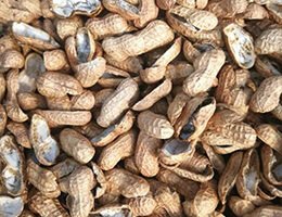 Peanut Shells